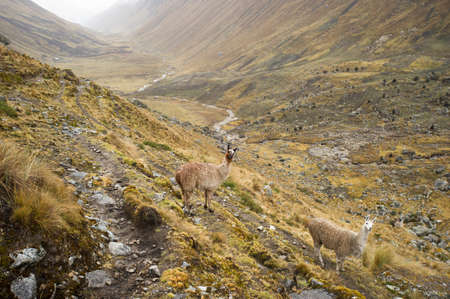 Llamas on Climb to the mountain pass of Abra Tirihuayjasa, Peruの写真素材