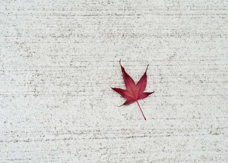 Red Japanese Maple leaf on white concrete in Toronto, Ontario, Canada