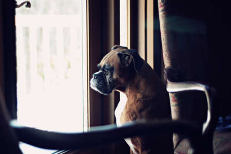 Boxer dog looking through windowの写真素材