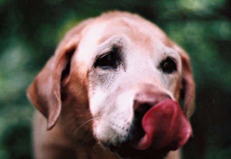 Labrador licking lips, close upの写真素材