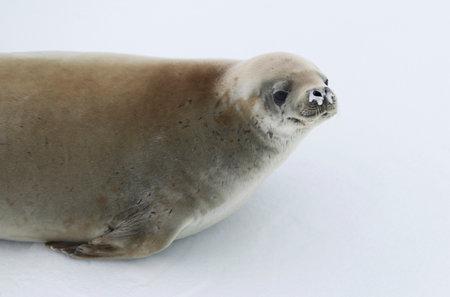 Crabeater Seal in the ice floe in the southern ocean, 180 miles north of East Antarctica, Antarcticaの写真素材