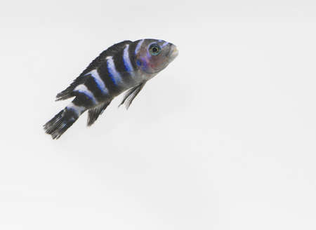 African Cichlidの写真素材