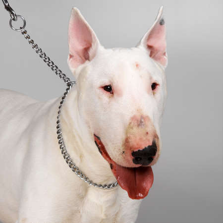 English Bull Terrierの写真素材