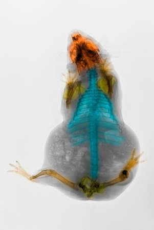 X-ray of a guinea pigの写真素材