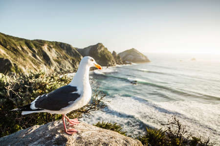 Gull standing on rocks, Big Sur National Park, California, USAの写真素材