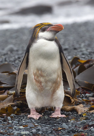 A Royal penguin stands alone on beach, a long way from his colony, along the north west coast of Macquarie Island, Southern Oceanの写真素材