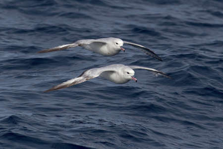 Two Southern Fulmar birds glide above the waves, Macquarie Island, Southern Oceanの写真素材