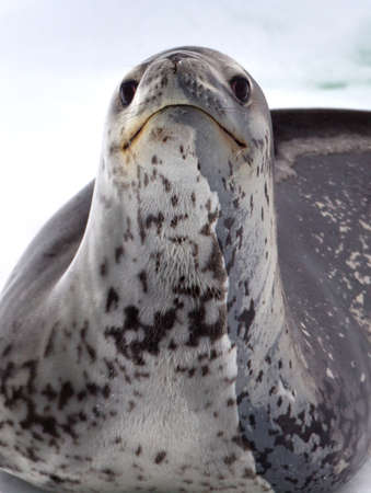 Leopard Seal on iceberg, ice floe in the southern ocean, 180 miles north of East Antarctica, Antarcticaの写真素材