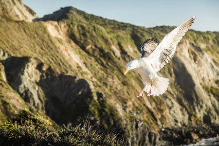 Gull in flight, close upの写真素材