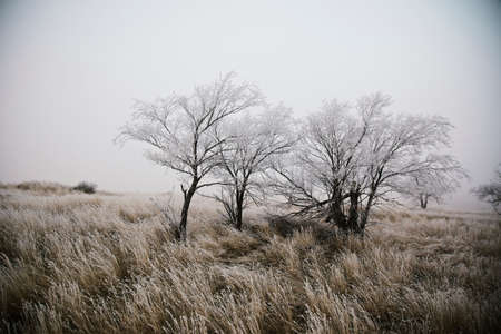 Snow covered tree leaves in winterの写真素材
