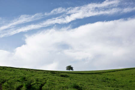 Lone tree in a green field, fisheye perspectiveの写真素材