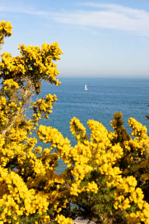 View of sea and yellow gorse bush, Poole, Dorset, UKの写真素材