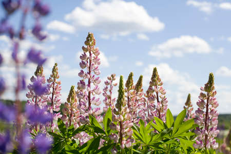 Pink flowers growing outsideの写真素材