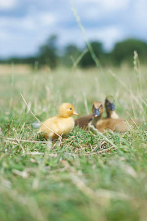 Baby chick and ducklings in fieldの写真素材