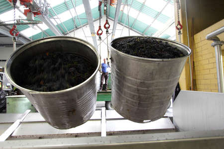 Containers of grapes in industrial wine cellar