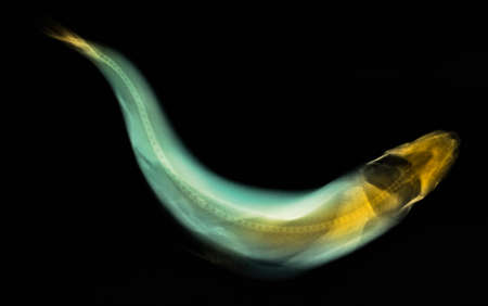 colorized x-ray of a trout fishの写真素材