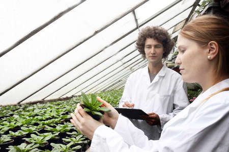 Horticulturists working in greenhouseの写真素材