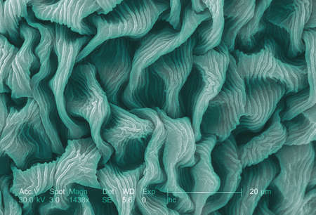 SEM of a crimson clover flower petalの写真素材