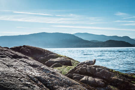 Seal on rocks, Whytecliff Park, British Columbia,Canadaの写真素材