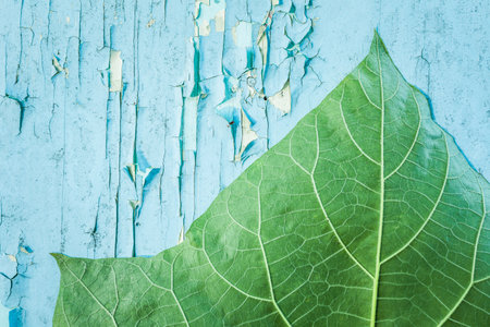 Green leaf on peeling blue paintの写真素材