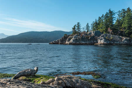 Seal on rocks, Whytecliff Park, British Columbia,Canada