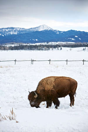 American buffalo grazing in snow, Grand Teton National Park, Wyoming, USAの写真素材