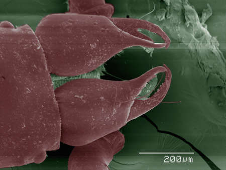 Coloured SEM of pseudoscorpion mouthparts