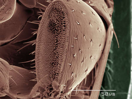 Coloured SEM of beetle palpの写真素材