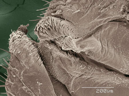 Coloured SEM of American cockroach mouthpartsの写真素材