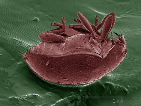 Coloured SEM of beetle