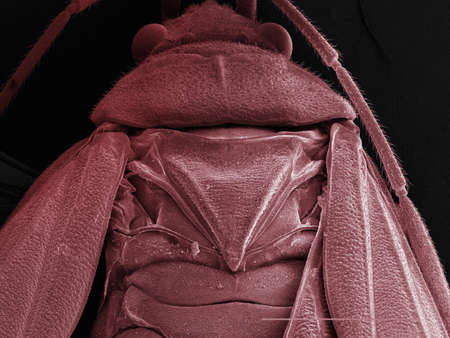 Coloured SEM of boxelder (Boisea trivittata) bug
