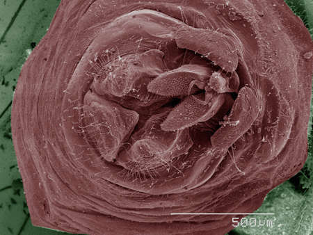 Coloured SEM of bark lice genitalia
