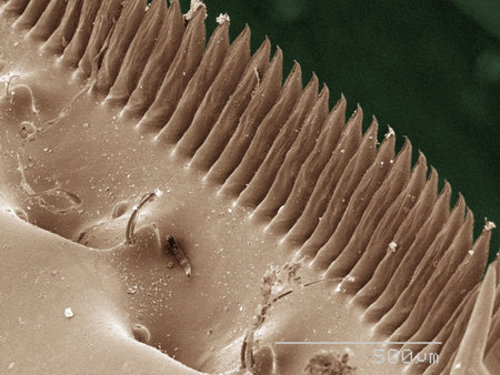Coloured SEM of mantid shrimp spines