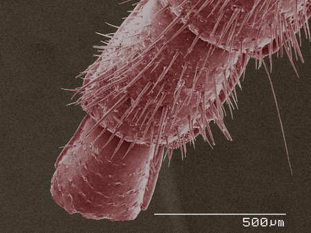 Coloured SEM of American cockroach cercus