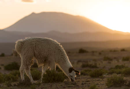 Llama grazing, Villa Alota, Southern Altiplano, Bolivia, South Americaの写真素材