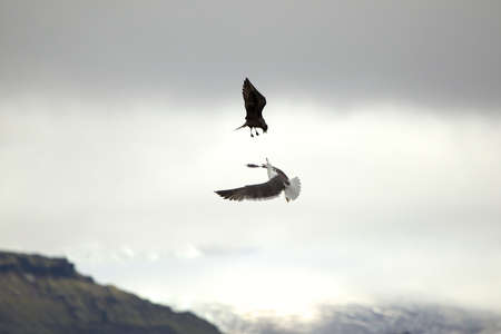Arctic Skua - Stercorarius parasiticus - attacking an incoming Gull to get it to disgorge its catch