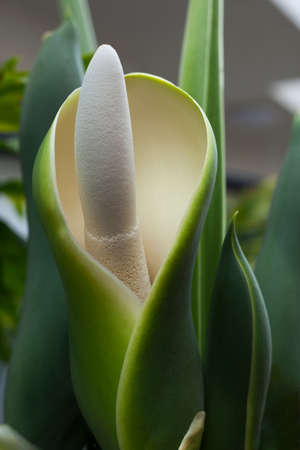 Close up of flower of Philodendron Selloumの写真素材