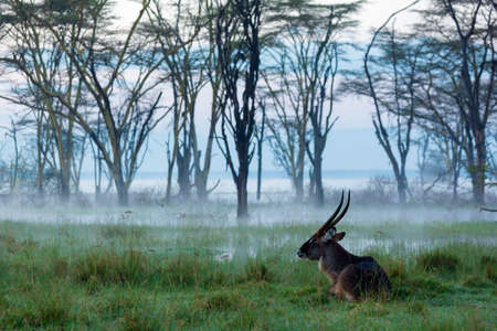 Male Waterbuck (Kobus ellipsiprymnus), Lake Nakuru National Park, Kenya, Africaの写真素材