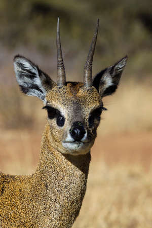 Portrait of Klipspringer (Oreotragus oreotragus), South Africa