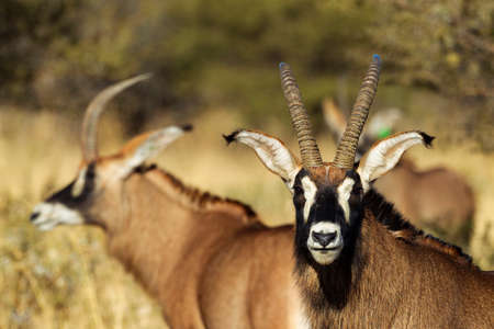 Small group of Roan antelope (Hippotragus equinus) , South Africaの写真素材