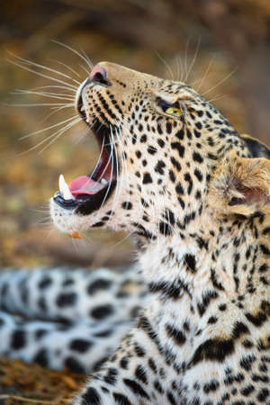 Close up of Leopard (Panthera pardus), Mashatu game reserve, Botswana, Africaの写真素材