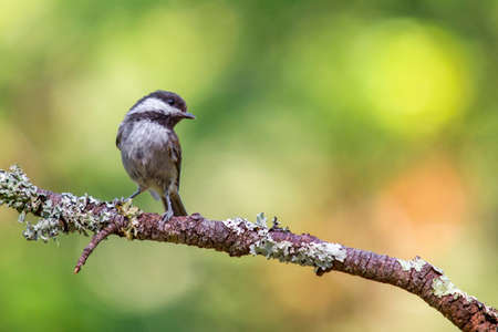Chestnut-backed chickadee, Forest Knolls, California, USAの写真素材