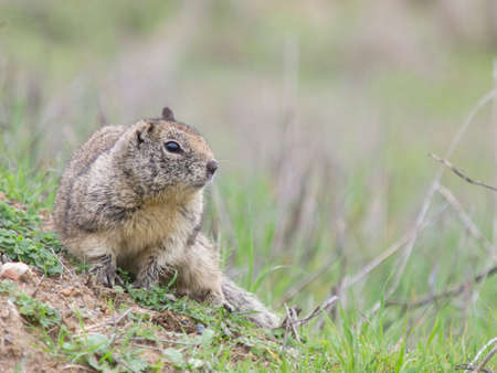 Otospermophilus beecheyi, California Ground Squirrel, Berkeley, California, USA