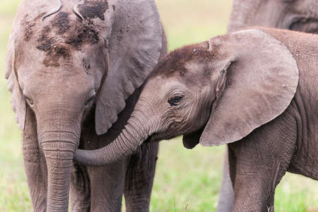 African elephant (Loxodonta africana)の写真素材