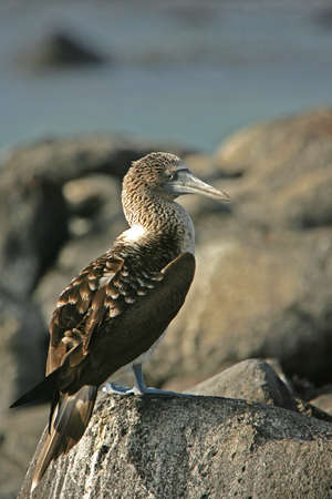 Blue-footed booby (Sula Nebouxii), Galapagos Islands, Ecuadorの写真素材
