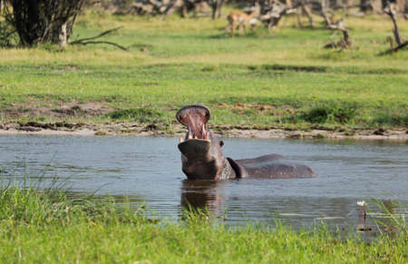 Yawning Hippo (Hippopotamus amphibius)の写真素材