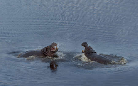 Fighting Hippos (Hippopotamus amphibius)の写真素材