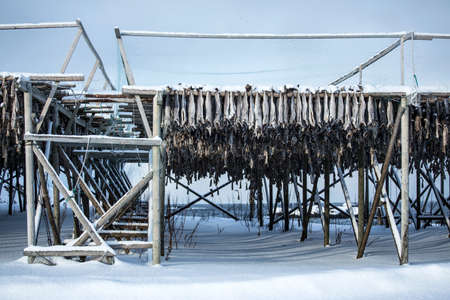 Skrei, Cod fish drying, Lofoten, Norwayの写真素材