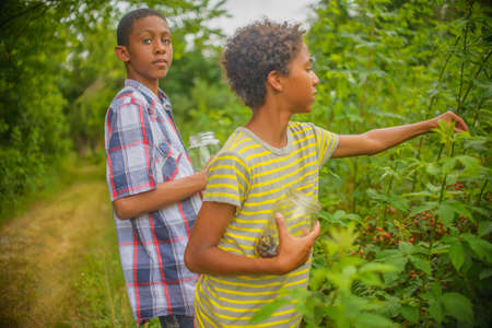 Boys picking berriesの写真素材