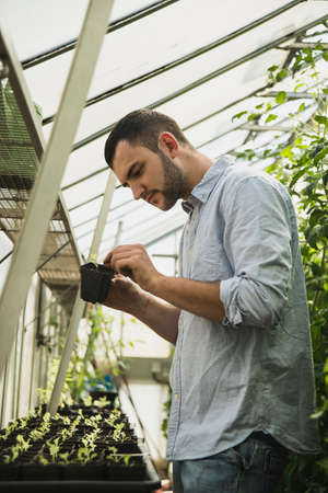 Gardener working in greenhouseの写真素材